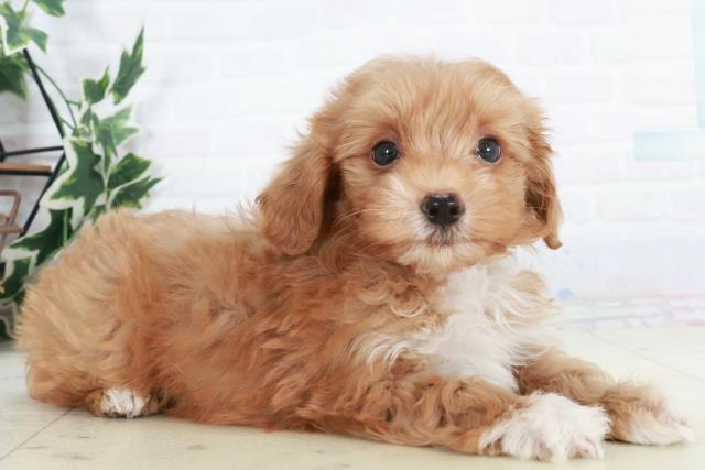 山口県のマルプー(マルチーズ×プードル) (Coo&RIKUサンパークあじす店/2025年10月17日生まれ/男の子/アプリコット)の子犬の2枚目の画像