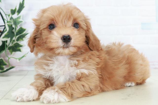 山口県のマルプー(マルチーズ×プードル) (Coo&RIKUサンパークあじす店/2025年10月17日生まれ/男の子/アプリコット)の子犬の3枚目の画像