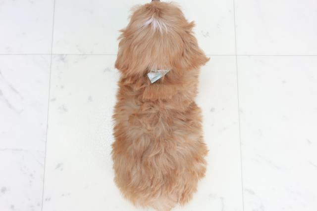 山口県のマルプー(マルチーズ×プードル) (Coo&RIKUサンパークあじす店/2025年10月17日生まれ/男の子/アプリコット)の子犬の4枚目の画像