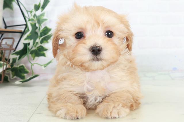 山口県のマルプー(マルチーズ×プードル) (Coo&RIKUサンパークあじす店/2025年10月17日生まれ/女の子/クリーム)の子犬の1枚目の画像