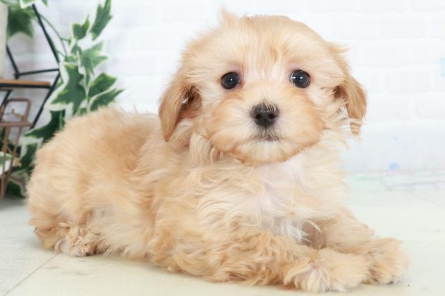 山口県のマルプー(マルチーズ×プードル) (Coo&RIKUサンパークあじす店/2025年10月17日生まれ/女の子/クリーム)の子犬の2枚目の画像