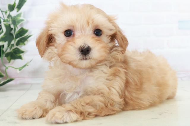 山口県のマルプー(マルチーズ×プードル) (Coo&RIKUサンパークあじす店/2025年10月17日生まれ/女の子/クリーム)の子犬の3枚目の画像