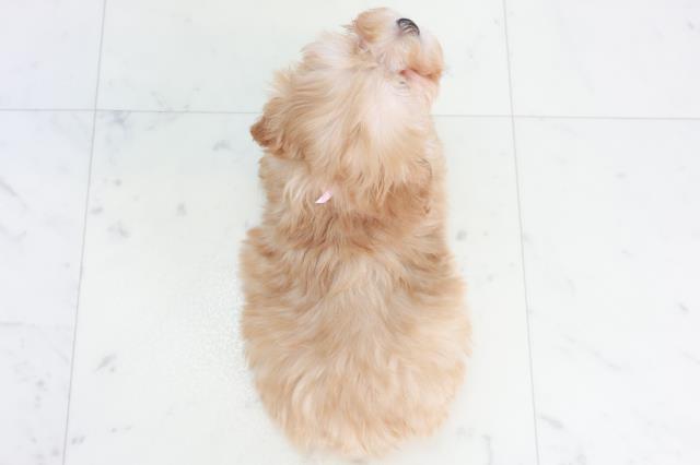 山口県のマルプー(マルチーズ×プードル) (Coo&RIKUサンパークあじす店/2025年10月17日生まれ/女の子/クリーム)の子犬の4枚目の画像