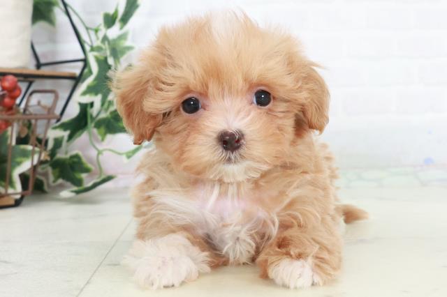 佐賀県のマルプー(マルチーズ×プードル) (Coo&RIKU佐賀神埼店/2025年10月17日生まれ/男の子/アプリコット)の子犬の1枚目の画像