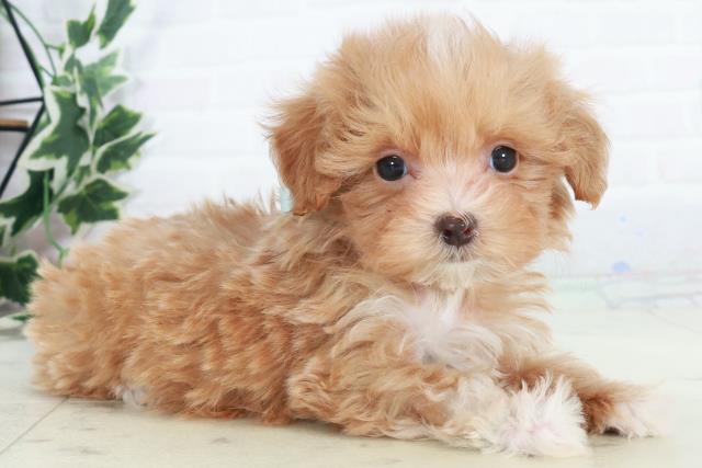 佐賀県のマルプー(マルチーズ×プードル) (Coo&RIKU佐賀神埼店/2025年10月17日生まれ/男の子/アプリコット)の子犬の2枚目の画像