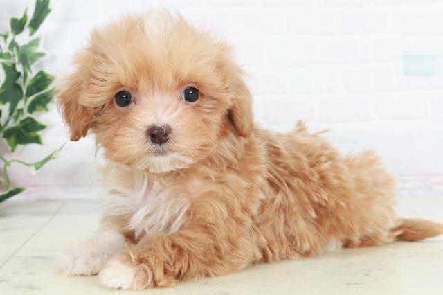 佐賀県のマルプー(マルチーズ×プードル) (Coo&RIKU佐賀神埼店/2025年10月17日生まれ/男の子/アプリコット)の子犬の3枚目の画像