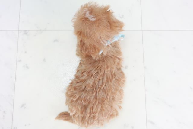佐賀県のマルプー(マルチーズ×プードル) (Coo&RIKU佐賀神埼店/2025年10月17日生まれ/男の子/アプリコット)の子犬の4枚目の画像