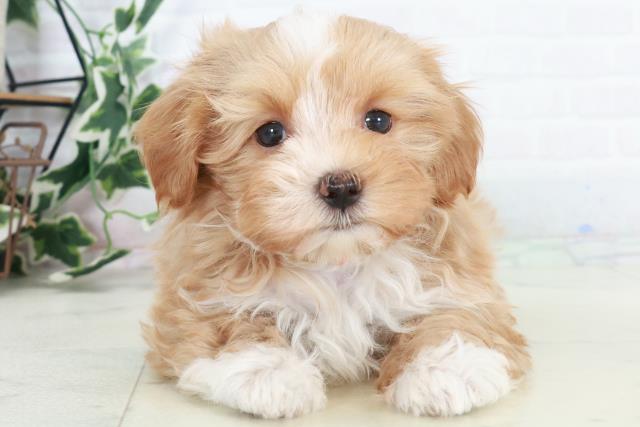 福岡県のマルプー(マルチーズ×プードル) (Coo&RIKU行橋店/2025年10月17日生まれ/女の子/クリームホワイト)の子犬の1枚目の画像