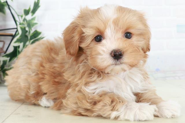 福岡県のマルプー(マルチーズ×プードル) (Coo&RIKU行橋店/2025年10月17日生まれ/女の子/クリームホワイト)の子犬の2枚目の画像