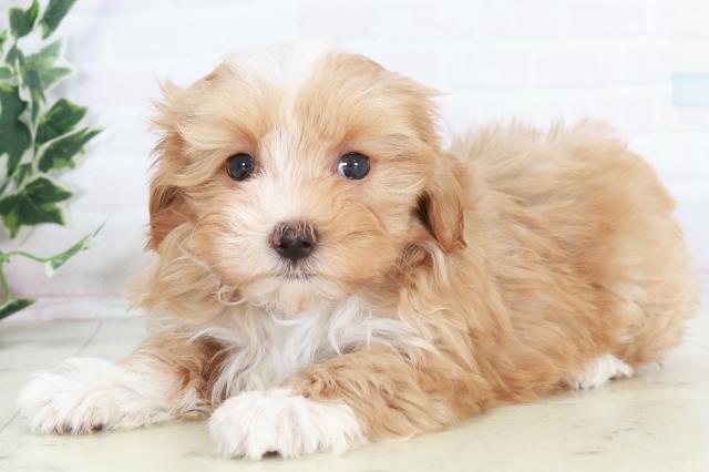 福岡県のマルプー(マルチーズ×プードル) (Coo&RIKU行橋店/2025年10月17日生まれ/女の子/クリームホワイト)の子犬の3枚目の画像