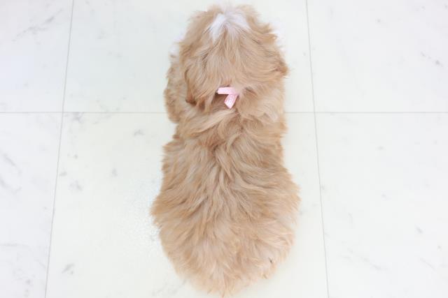 福岡県のマルプー(マルチーズ×プードル) (Coo&RIKU行橋店/2025年10月17日生まれ/女の子/クリームホワイト)の子犬の4枚目の画像