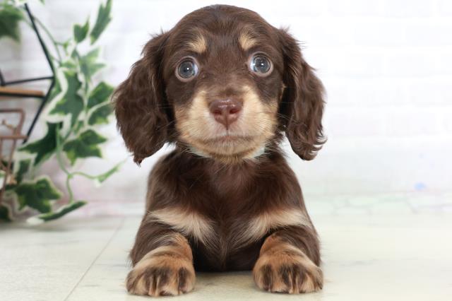 高知県のミニチュアダックスフンド(ロング) (Coo&RIKUのいち店/2025年10月19日生まれ/男の子/チョコレートタン)の子犬の1枚目の画像