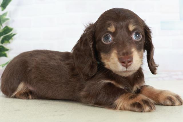 高知県のミニチュアダックスフンド(ロング) (Coo&RIKUのいち店/2025年10月19日生まれ/男の子/チョコレートタン)の子犬の2枚目の画像