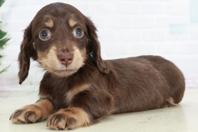 高知県のミニチュアダックスフンド(ロング) (Coo&RIKUのいち店/2025年10月19日生まれ/男の子/チョコレートタン)の子犬の3枚目の画像