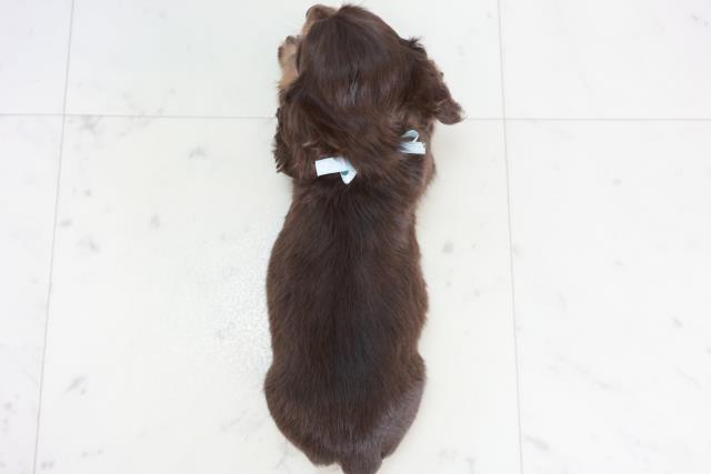 高知県のミニチュアダックスフンド(ロング) (Coo&RIKUのいち店/2025年10月19日生まれ/男の子/チョコレートタン)の子犬の4枚目の画像