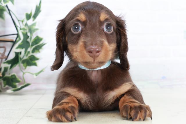 徳島県のミニチュアダックスフンド(ロング) (Coo&RIKU徳島店/2025年10月19日生まれ/男の子/チョコレートタン)の子犬の1枚目の画像