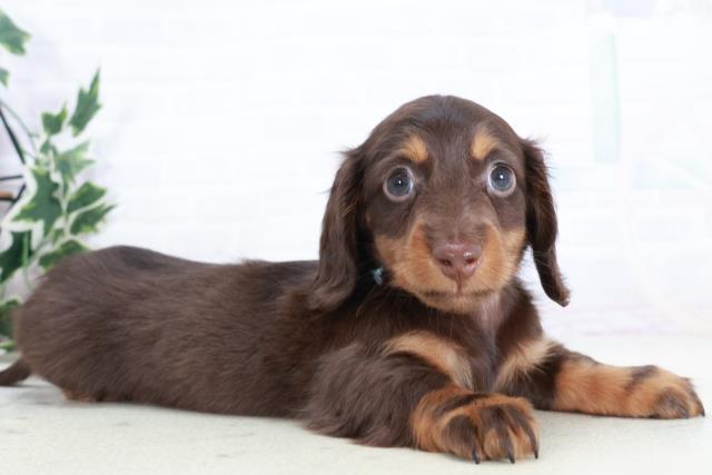 徳島県のミニチュアダックスフンド(ロング) (Coo&RIKU徳島店/2025年10月19日生まれ/男の子/チョコレートタン)の子犬の2枚目の画像
