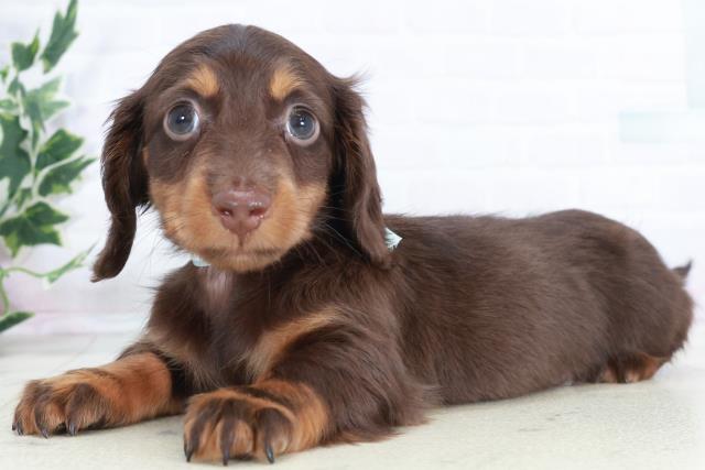 徳島県のミニチュアダックスフンド(ロング) (Coo&RIKU徳島店/2025年10月19日生まれ/男の子/チョコレートタン)の子犬の3枚目の画像