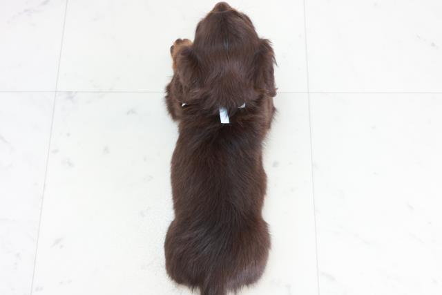 徳島県のミニチュアダックスフンド(ロング) (Coo&RIKU徳島店/2025年10月19日生まれ/男の子/チョコレートタン)の子犬の4枚目の画像