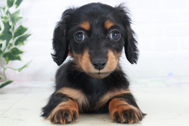 愛媛県のミニチュアダックスフンド(ロング) (Coo&RIKU大洲店/2025年10月19日生まれ/女の子/ブラックタン)の子犬