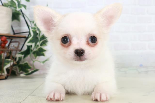 広島県のチワワ(ロング) (Coo&RIKU東広島店/2025年10月15日生まれ/女の子/ホワイト)の子犬の1枚目の画像