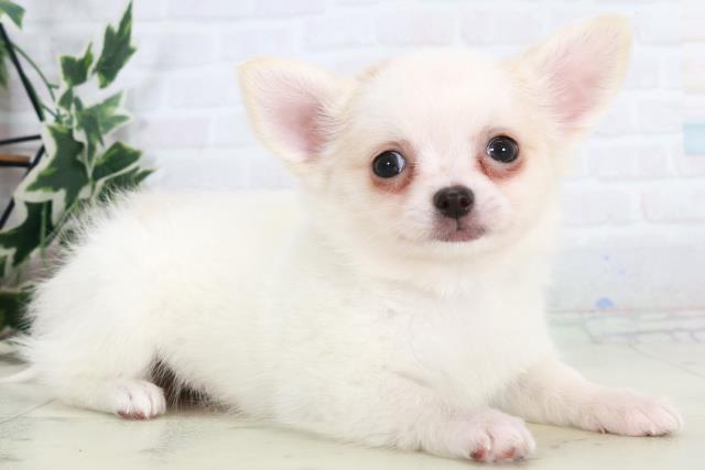 広島県のチワワ(ロング) (Coo&RIKU東広島店/2025年10月15日生まれ/女の子/ホワイト)の子犬の2枚目の画像