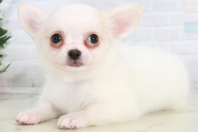 広島県のチワワ(ロング) (Coo&RIKU東広島店/2025年10月15日生まれ/女の子/ホワイト)の子犬の3枚目の画像