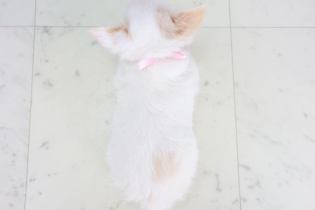 広島県のチワワ(ロング) (Coo&RIKU東広島店/2025年10月15日生まれ/女の子/ホワイト)の子犬の4枚目の画像