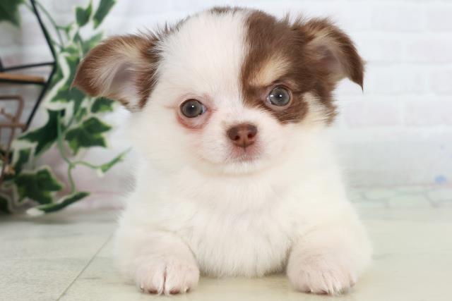 佐賀県のチワワ(ロング) (Coo&RIKU佐賀神埼店/2025年10月15日生まれ/女の子/ホワイトチョコレートタン)の子犬の1枚目の画像