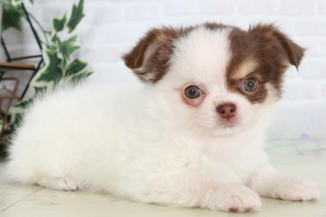 佐賀県のチワワ(ロング) (Coo&RIKU佐賀神埼店/2025年10月15日生まれ/女の子/ホワイトチョコレートタン)の子犬の2枚目の画像