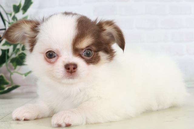 佐賀県のチワワ(ロング) (Coo&RIKU佐賀神埼店/2025年10月15日生まれ/女の子/ホワイトチョコレートタン)の子犬の3枚目の画像