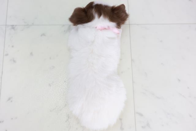 佐賀県のチワワ(ロング) (Coo&RIKU佐賀神埼店/2025年10月15日生まれ/女の子/ホワイトチョコレートタン)の子犬の4枚目の画像