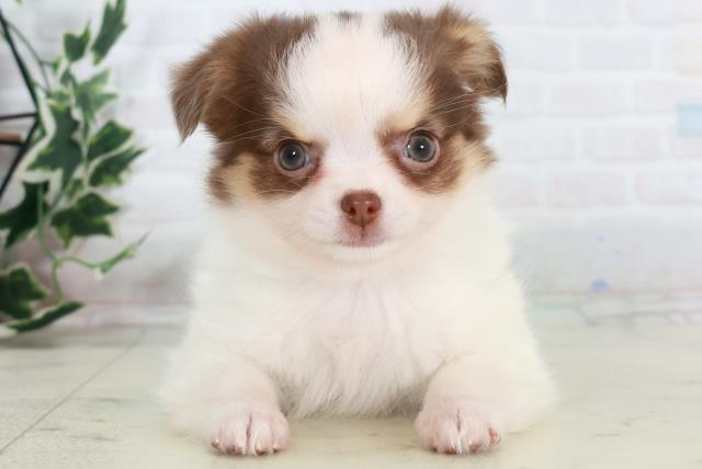 福岡県のチワワ(ロング) (Coo&RIKUゆめタウン飯塚店/2025年10月15日生まれ/女の子/ホワイトチョコレートタン)の子犬の1枚目の画像