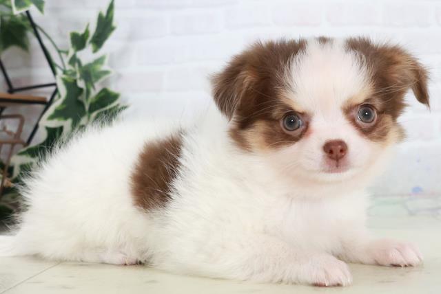 福岡県のチワワ(ロング) (Coo&RIKUゆめタウン飯塚店/2025年10月15日生まれ/女の子/ホワイトチョコレートタン)の子犬の2枚目の画像