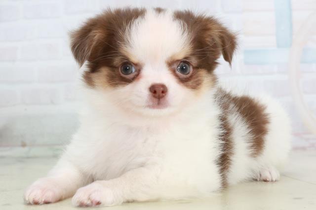 福岡県のチワワ(ロング) (Coo&RIKUゆめタウン飯塚店/2025年10月15日生まれ/女の子/ホワイトチョコレートタン)の子犬の3枚目の画像