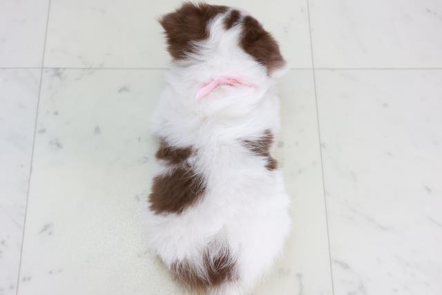 福岡県のチワワ(ロング) (Coo&RIKUゆめタウン飯塚店/2025年10月15日生まれ/女の子/ホワイトチョコレートタン)の子犬の4枚目の画像