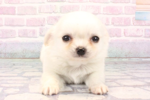 京都府のチワワ(ロング) (Coo&RIKU京都河原町店/2025年10月18日生まれ/男の子/ホワイトクリーム)の子犬の1枚目の画像