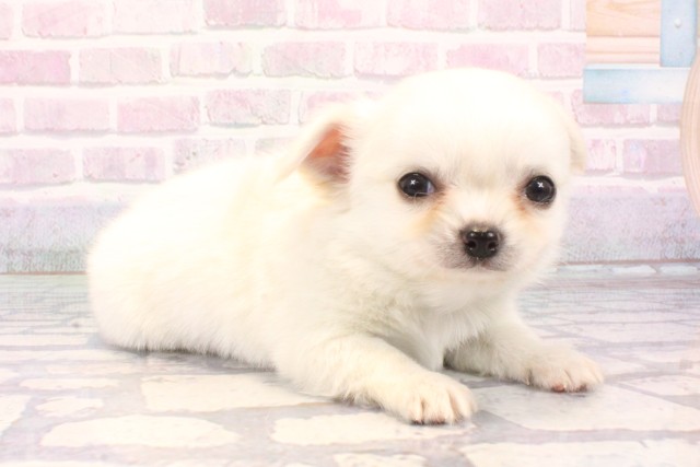 京都府のチワワ(ロング) (Coo&RIKU京都河原町店/2025年10月18日生まれ/男の子/ホワイトクリーム)の子犬の2枚目の画像