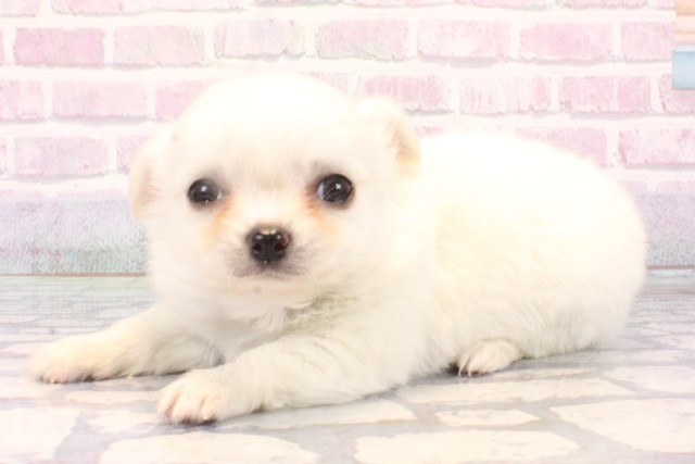 京都府のチワワ(ロング) (Coo&RIKU京都河原町店/2025年10月18日生まれ/男の子/ホワイトクリーム)の子犬の3枚目の画像