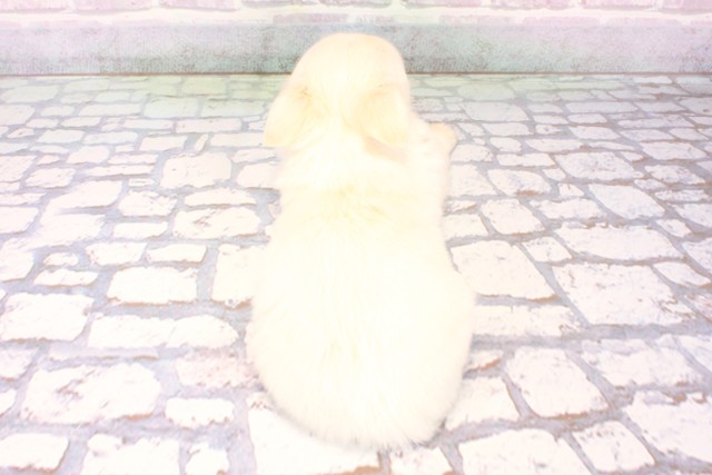 京都府のチワワ(ロング) (Coo&RIKU京都河原町店/2025年10月18日生まれ/男の子/ホワイトクリーム)の子犬の4枚目の画像