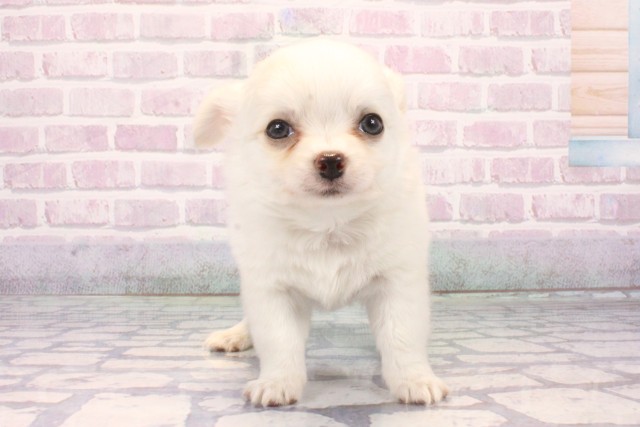 兵庫県のチワワ(ロング) (Coo&RIKU三木店/2025年10月18日生まれ/男の子/ホワイトクリーム)の子犬の1枚目の画像