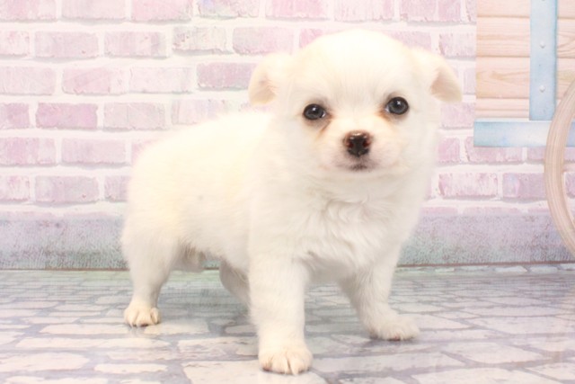 兵庫県のチワワ(ロング) (Coo&RIKU三木店/2025年10月18日生まれ/男の子/ホワイトクリーム)の子犬の2枚目の画像