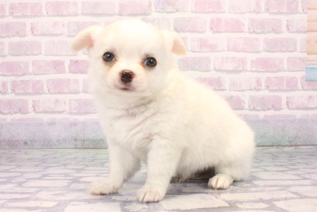 兵庫県のチワワ(ロング) (Coo&RIKU三木店/2025年10月18日生まれ/男の子/ホワイトクリーム)の子犬の3枚目の画像