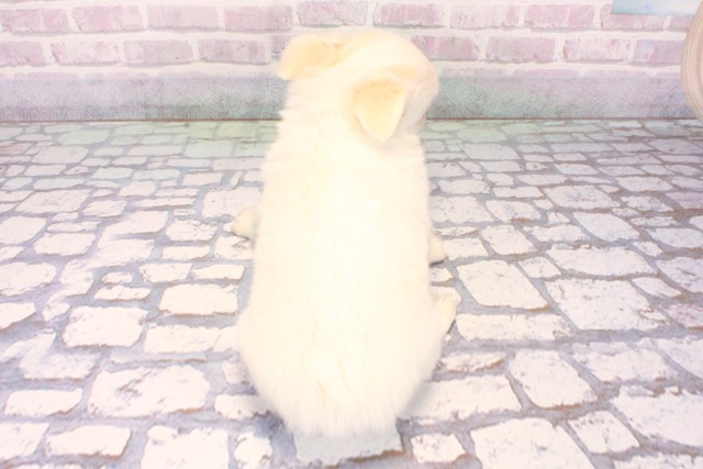 兵庫県のチワワ(ロング) (Coo&RIKU三木店/2025年10月18日生まれ/男の子/ホワイトクリーム)の子犬の4枚目の画像