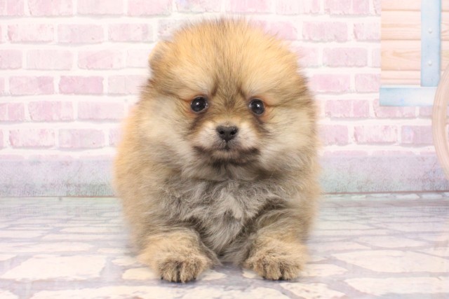 大阪府のポメラニアン (Coo&RIKU心斎橋店/2025年10月18日生まれ/女の子/オレンジ)の子犬の1枚目の画像