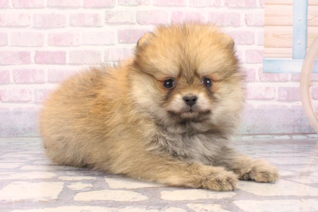 大阪府のポメラニアン (Coo&RIKU心斎橋店/2025年10月18日生まれ/女の子/オレンジ)の子犬の2枚目の画像