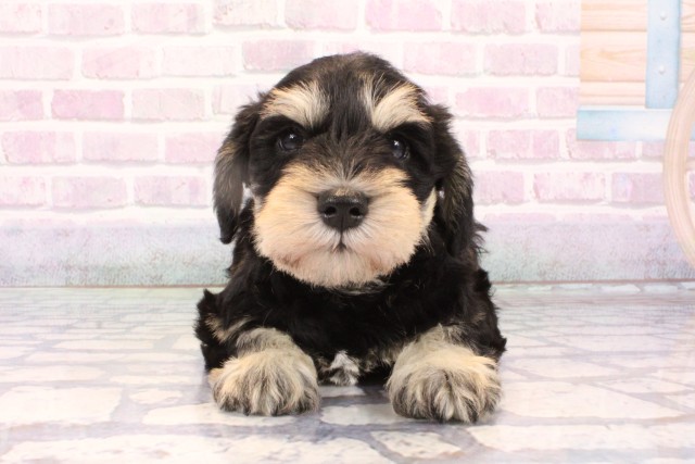 大阪府のミニチュアシュナウザー (Coo&RIKU高槻店/2025年10月19日生まれ/男の子/ブラックシルバー)の子犬の1枚目の画像