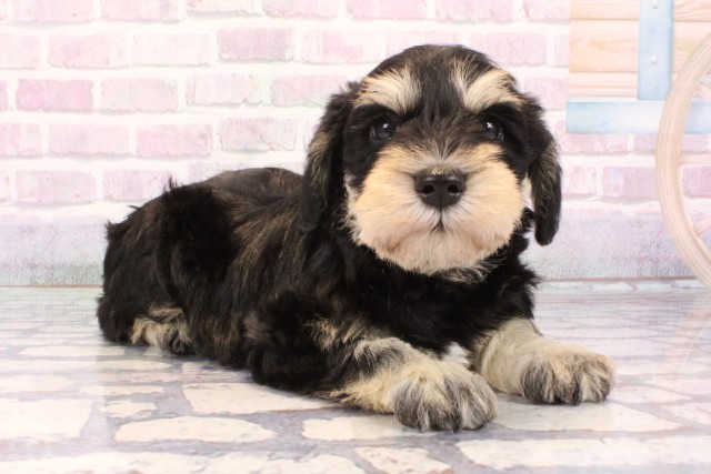 大阪府のミニチュアシュナウザー (Coo&RIKU高槻店/2025年10月19日生まれ/男の子/ブラックシルバー)の子犬の2枚目の画像