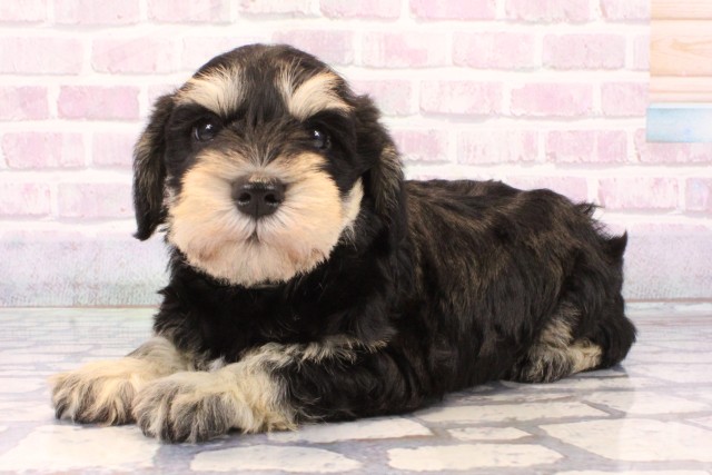 大阪府のミニチュアシュナウザー (Coo&RIKU高槻店/2025年10月19日生まれ/男の子/ブラックシルバー)の子犬の3枚目の画像