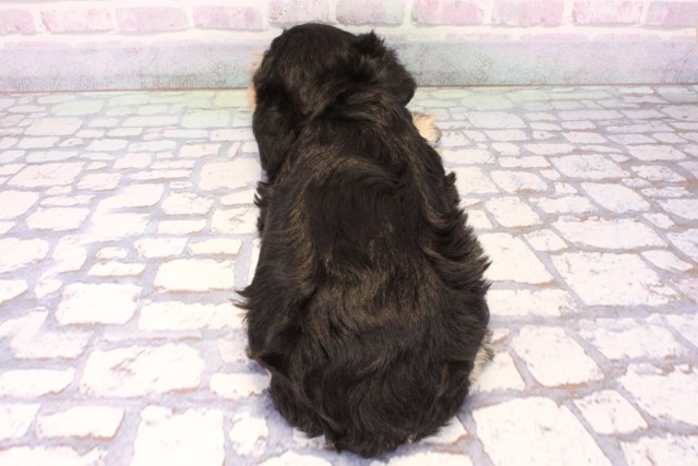 大阪府のミニチュアシュナウザー (Coo&RIKU高槻店/2025年10月19日生まれ/男の子/ブラックシルバー)の子犬の4枚目の画像